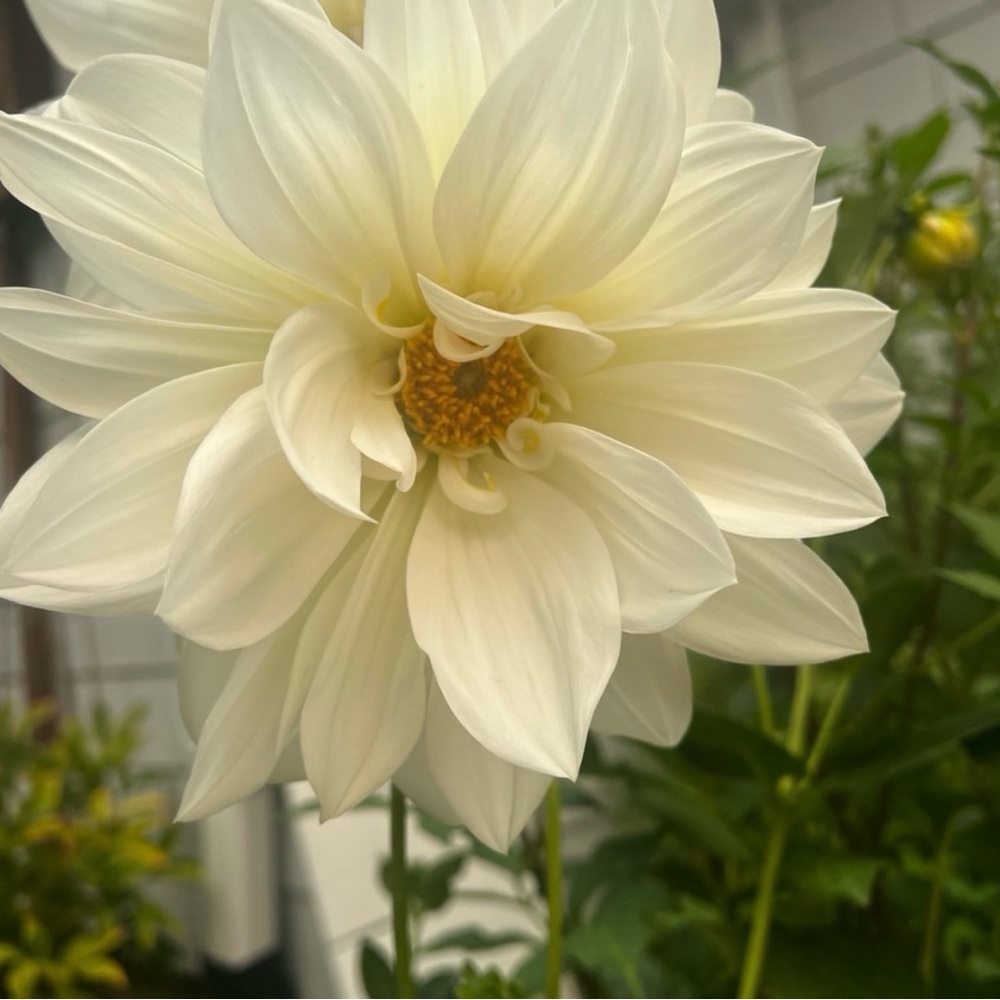 White open center Dahlia Tuber